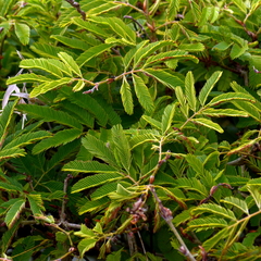 Calliandra tweediei