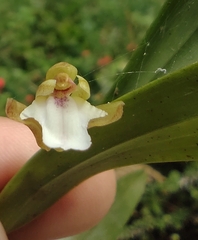 Scaphyglottis