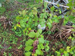Callicarpa americana