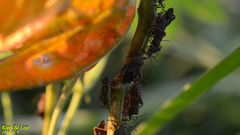 Acanthocoris sordidus