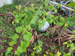 Callicarpa americana