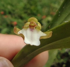 Scaphyglottis