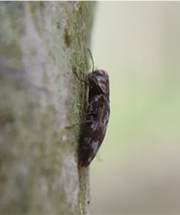 Agrilus