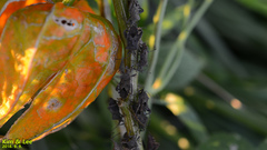 Acanthocoris sordidus