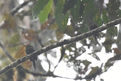 Galbula chalcothorax