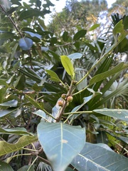 Ficus aurea