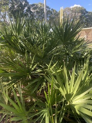 Serenoa repens