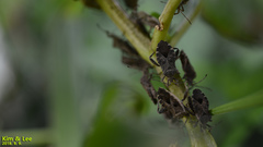 Acanthocoris sordidus