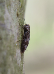 Agrilus
