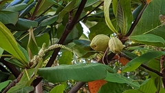 Terminalia catappa