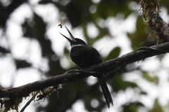 Galbula chalcothorax