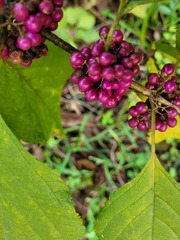 Callicarpa americana