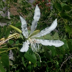 Bauhinia forficata