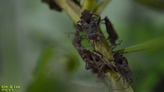 Acanthocoris sordidus