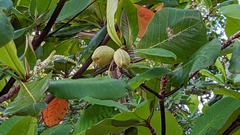 Terminalia catappa