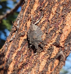 Brochymena