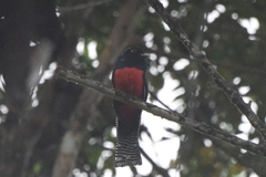 Trogon curucui