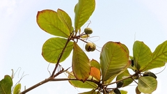 Terminalia catappa