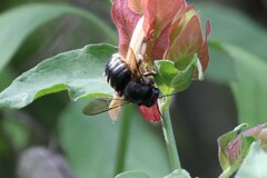 Xylocopa tabaniformis parkinsoniae