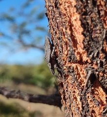 Brochymena