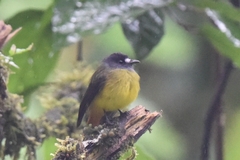 Myiotriccus ornatus