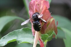 Xylocopa tabaniformis parkinsoniae