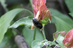 Xylocopa tabaniformis parkinsoniae