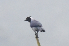 Cyanocorax violaceus