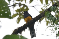 Trogon viridis