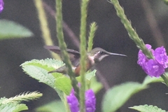 Calliphlox amethystina