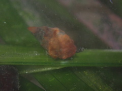 Amphissa versicolor