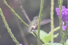 Calliphlox amethystina