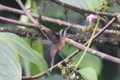 Phaethornis griseogularis