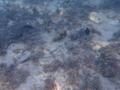 Chilomycterus antillarum