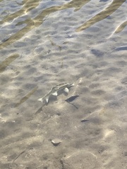 Catostomus fumeiventris