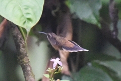 Phaethornis griseogularis