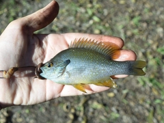 Lepomis aquilensis