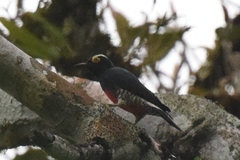 Melanerpes cruentatus