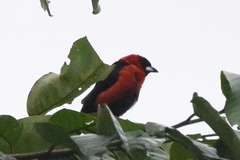 Ramphocelus nigrogularis