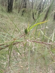 Hakea ulicina
