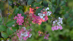 Lagerstroemia indica