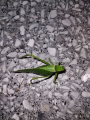 Stilpnochlora nanna