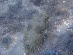 Chilomycterus antillarum