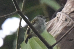 Hemitriccus griseipectus