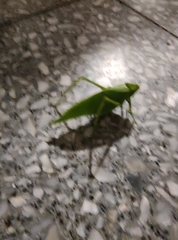 Stilpnochlora nanna