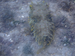 Chilomycterus antillarum