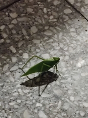 Stilpnochlora nanna