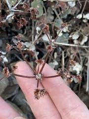 Eriogonum vimineum