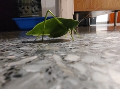 Stilpnochlora nanna