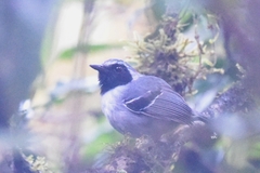 Myrmoborus myotherinus